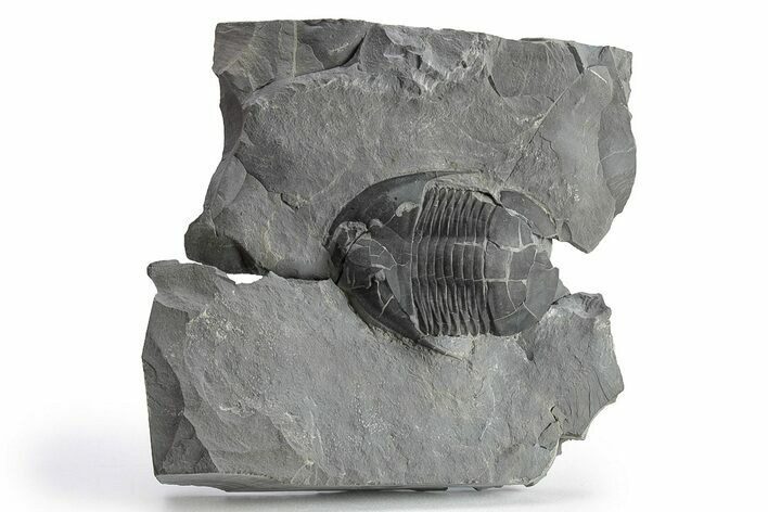 Bargain, Isoteloides Flexus Trilobite - Fillmore Formation, Utah #226170